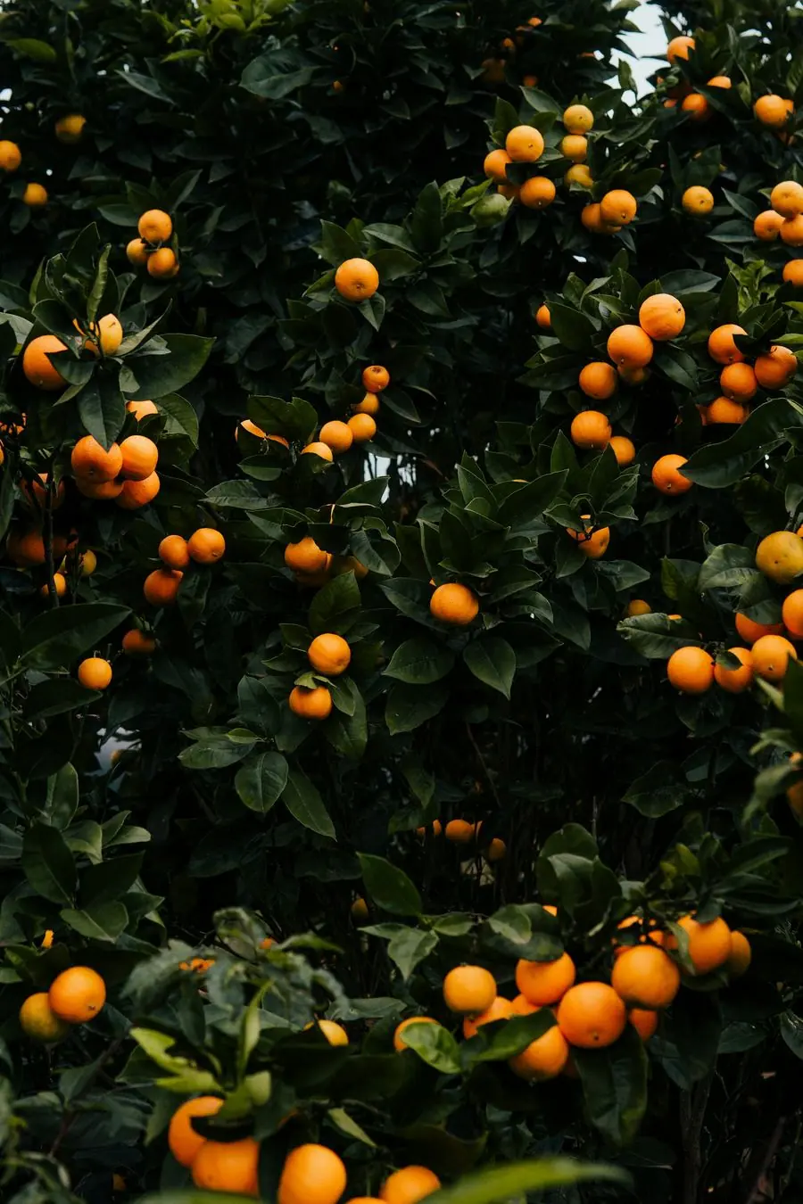 A tree full of ripe oranges in the grove